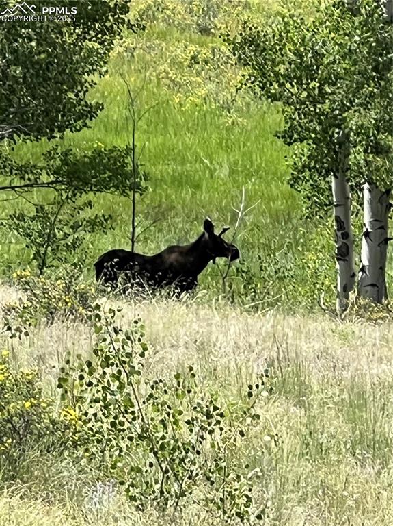 Image 24 of 34: Moose, deer, and elk. Plenty of wildlife watching.