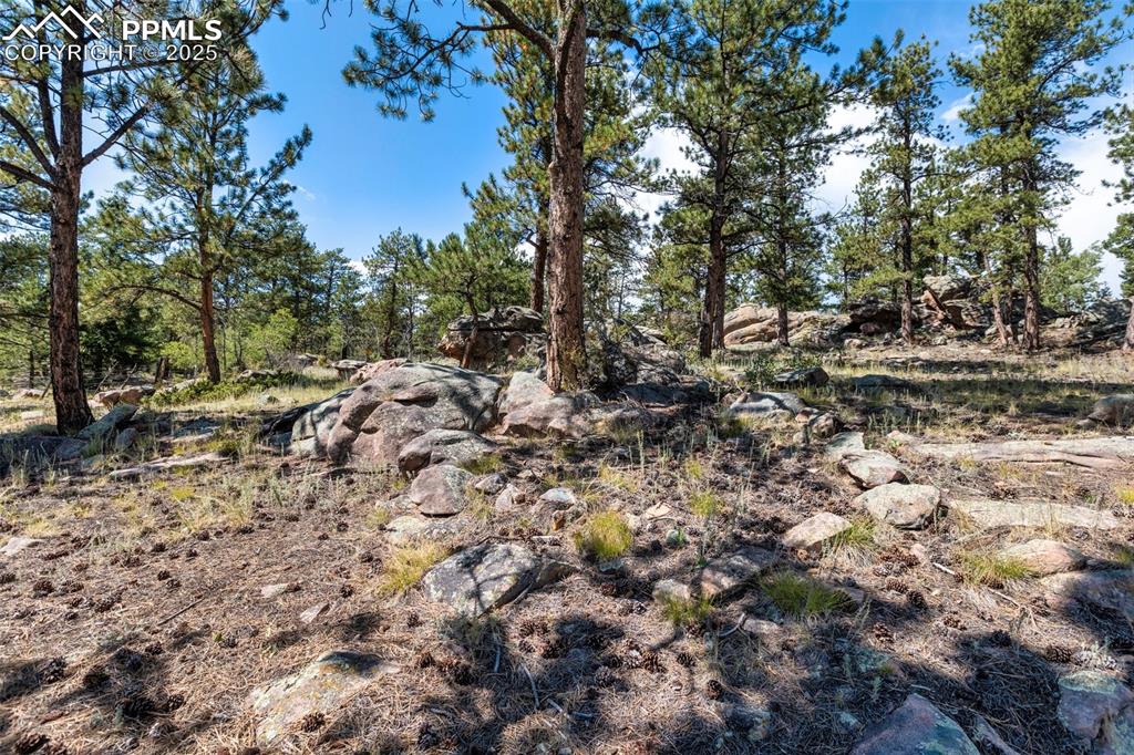 Image 46 of 50: Mature pines and rock formations.