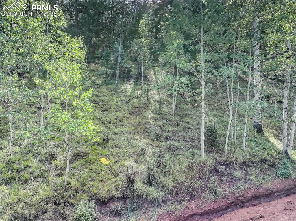Image 8 of 10: Mature foliage