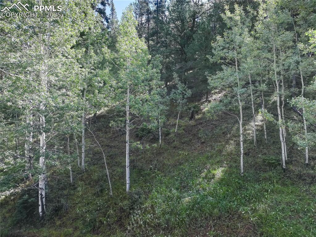 Image 9 of 10: Combination of aspens & pines