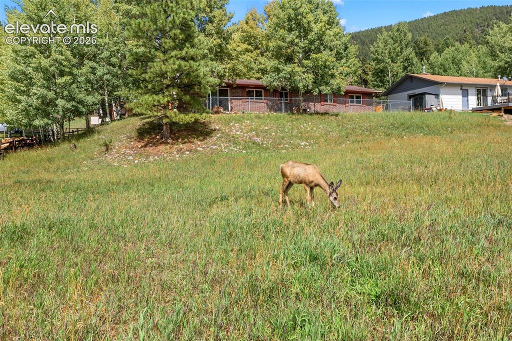 Image 3 of 25: Back yard!  Wildlife abounds!