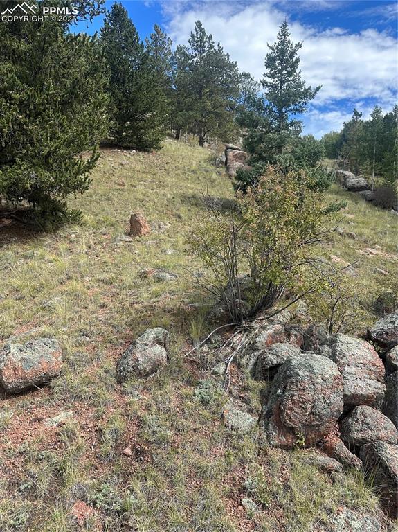 Image 7 of 10: View of wooded area