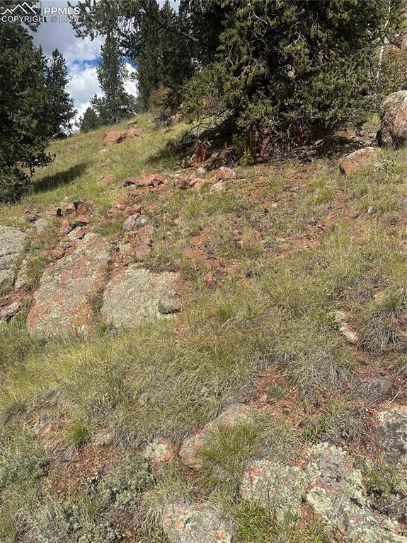 Image 9 of 10: View of local wilderness