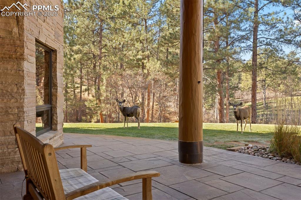 Image 31 of 41: Wildlife, including deers and wild turkey, pass through as part of the view