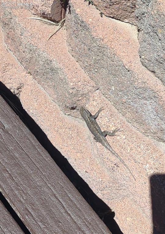Image 42 of 44: critters everywhere!