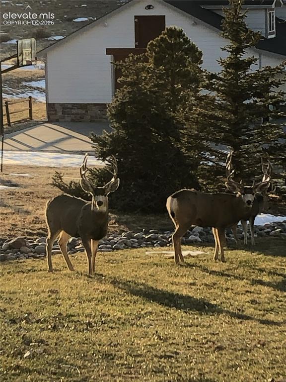 Image 13 of 50: Local residents!