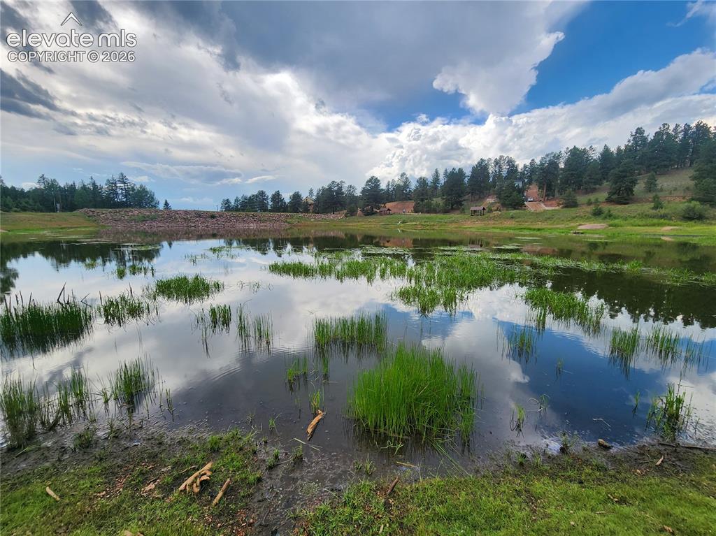 Image 23 of 39: Lakeside property featuring natural vegetation, surrounded by mature trees