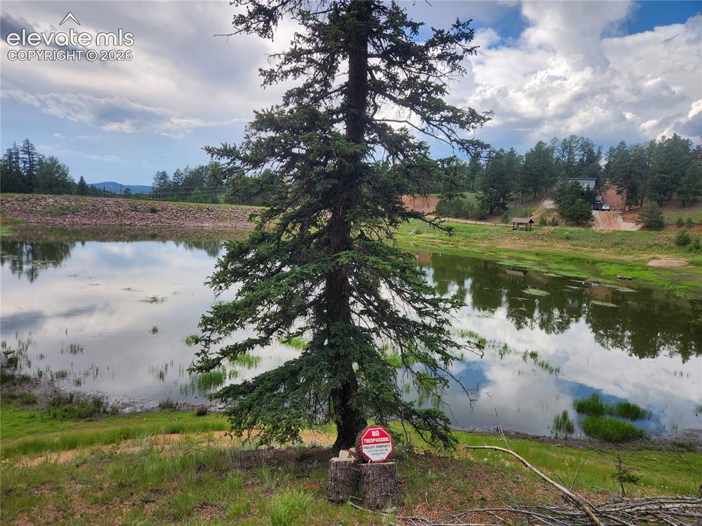 Image 25 of 39: Waterside landscape featuring a mature evergreen tree and natural shoreline
