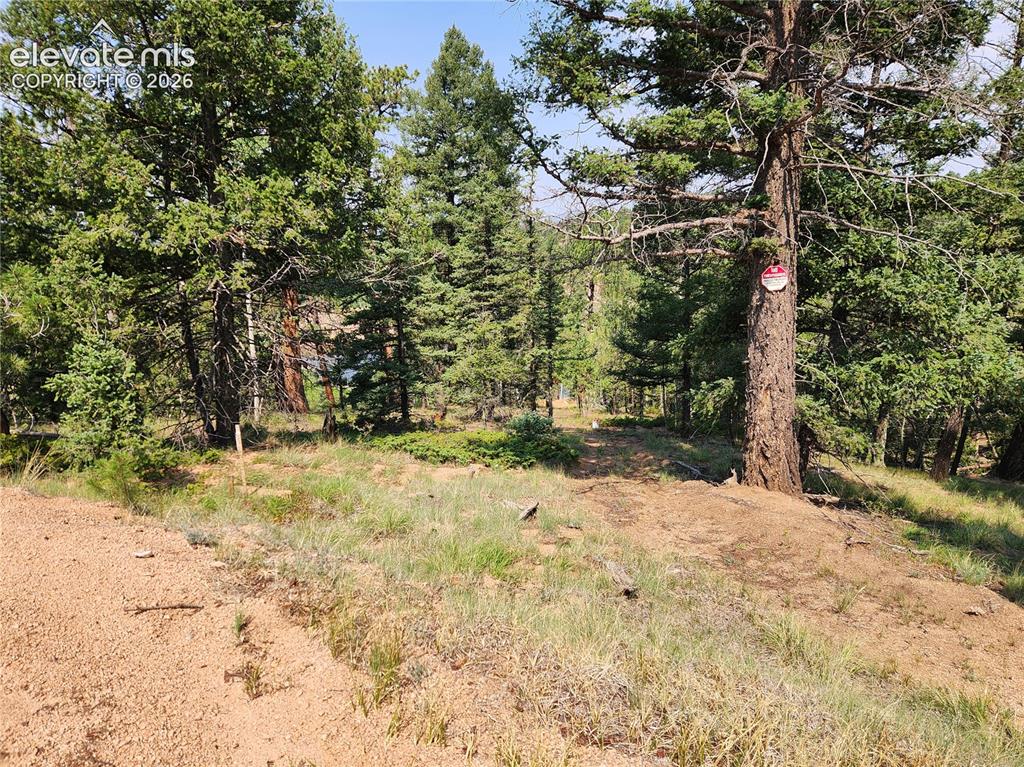 Image 26 of 39: Forested landscape featuring mature evergreen trees and natural ground cove