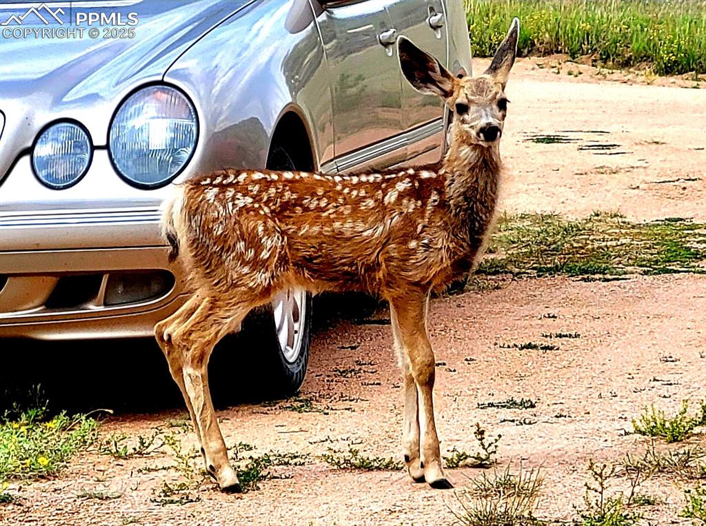 Image 45 of 50: Fawn in the driveway