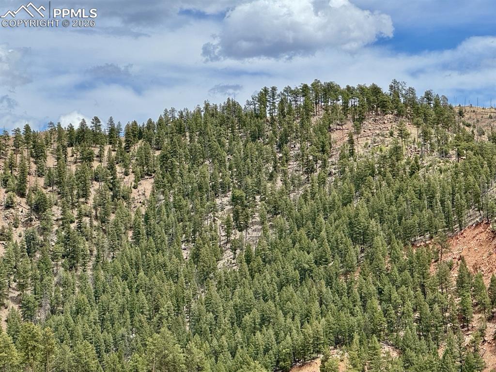 Image 3 of 8: Rolling, treed hillside with varied terrain