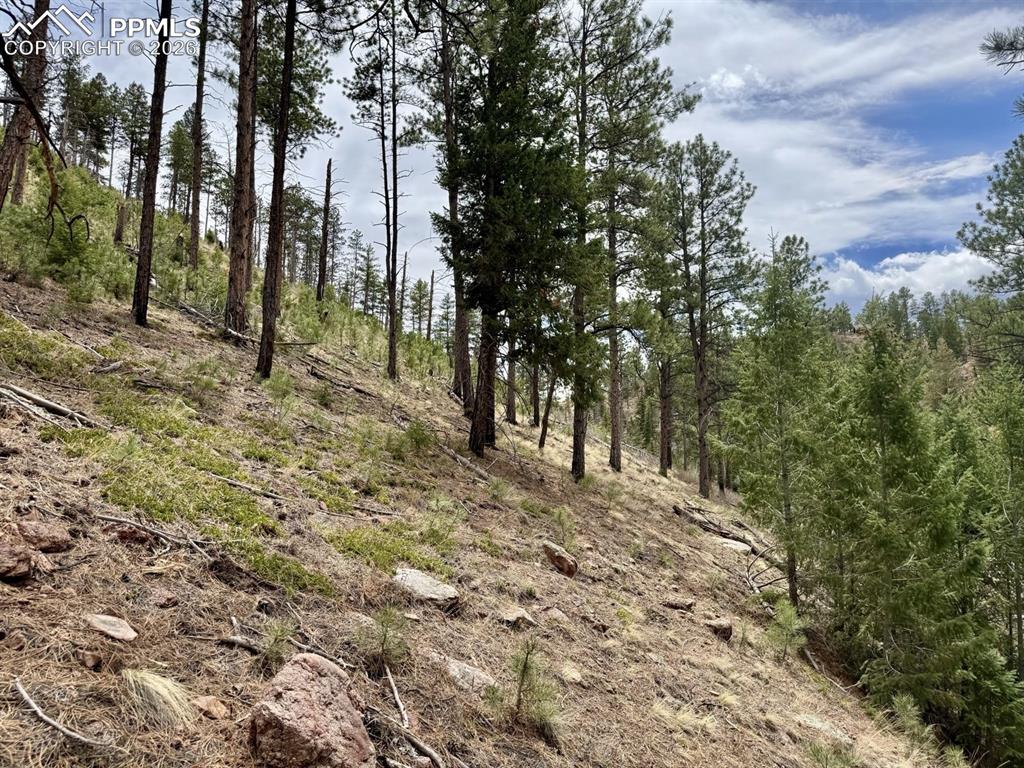 Image 8 of 8: Sloping terrain featuring mature pine trees and scattered ground cover, wit
