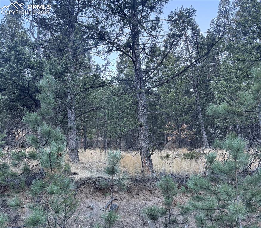Image 7 of 7: View of the trees on property