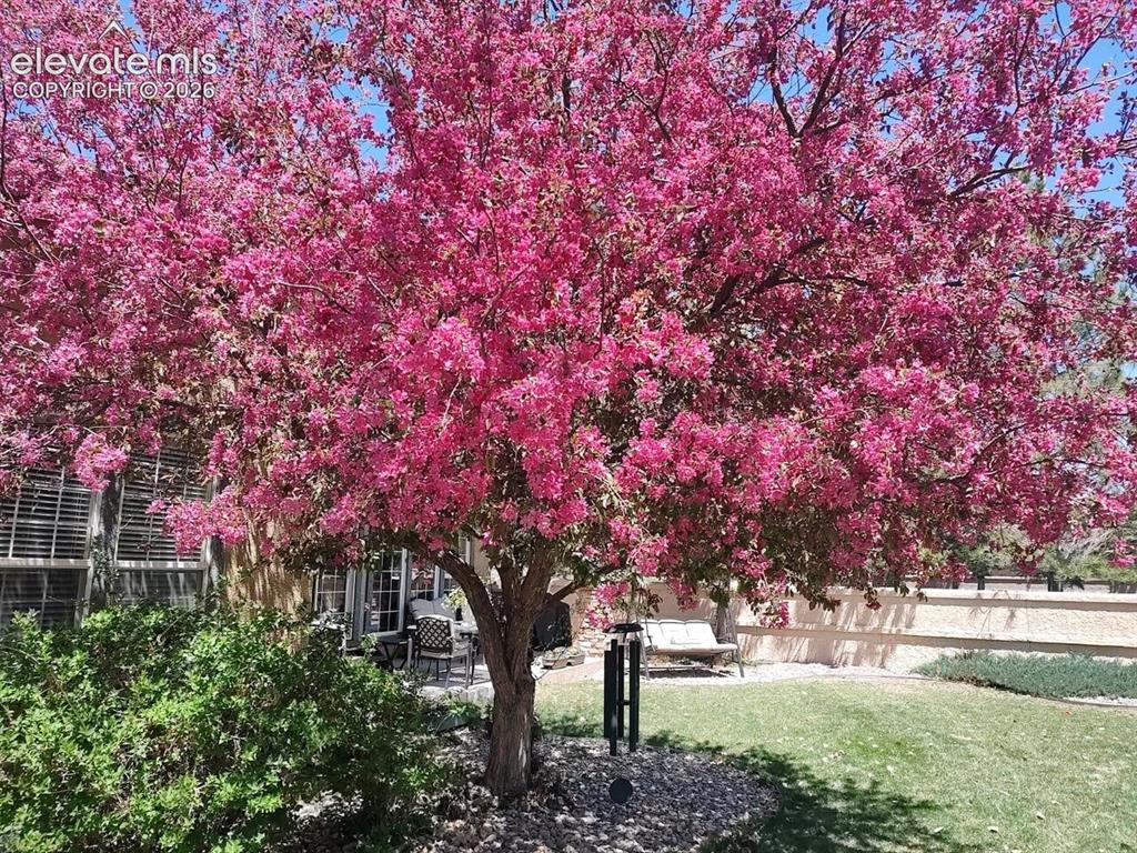 Image 45 of 50: Flowering crabapple tree in the rear yard