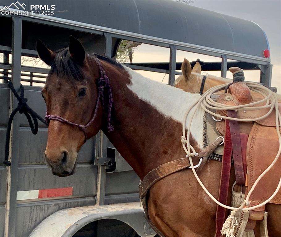 Image 7 of 13: Stable