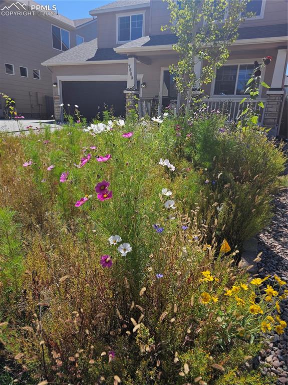 Image 42 of 49:  bloomed last summer