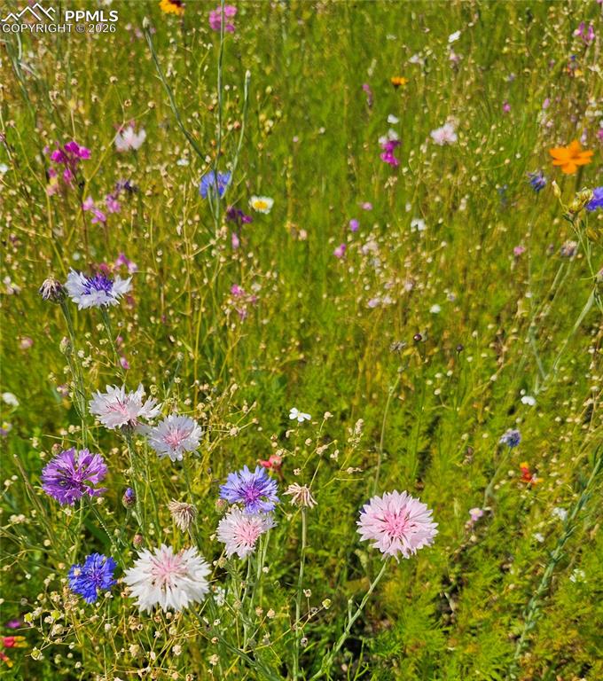 Image 43 of 49: Flowers last summer