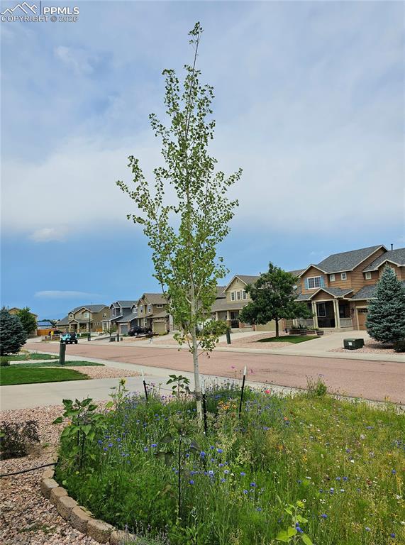 Image 44 of 49: Summer flowers bloomed