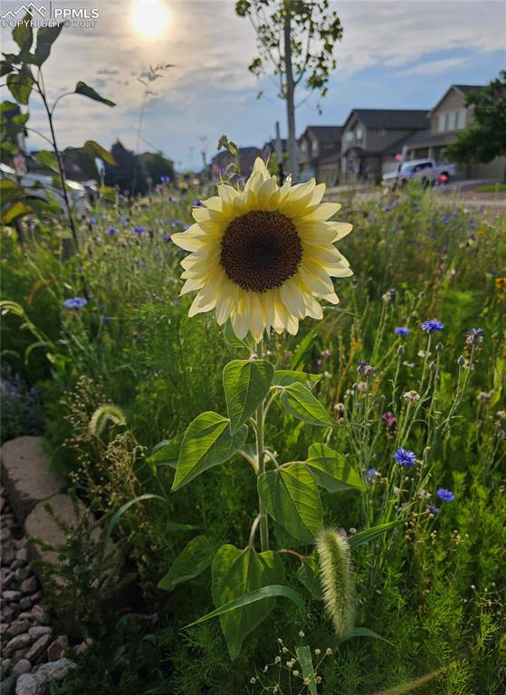 Image 45 of 49: When bloomed