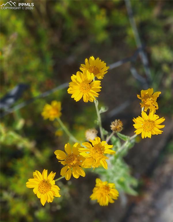Image 46 of 49: Garden in front