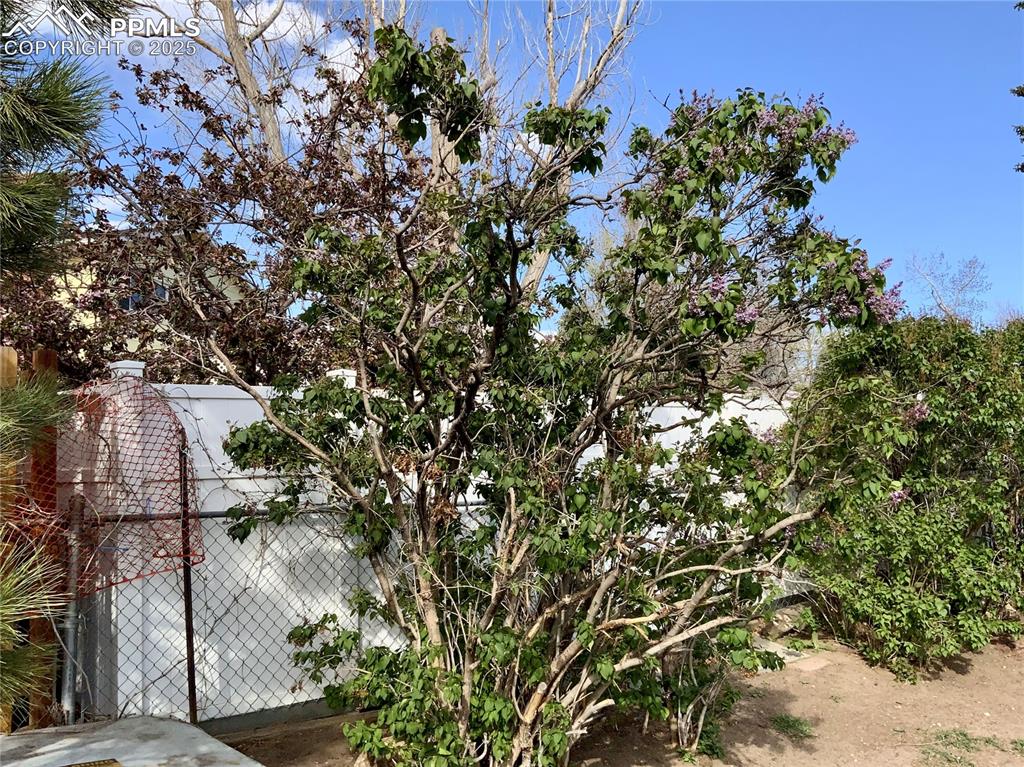 Image 21 of 22: View of Lilac Bush