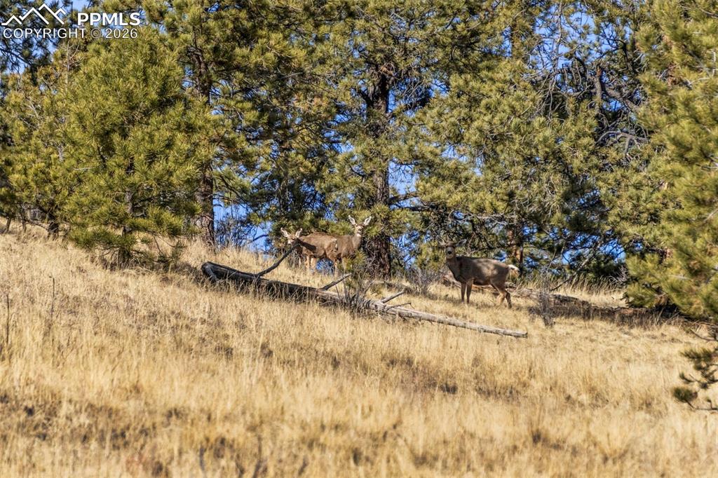 Image 30 of 41: Other