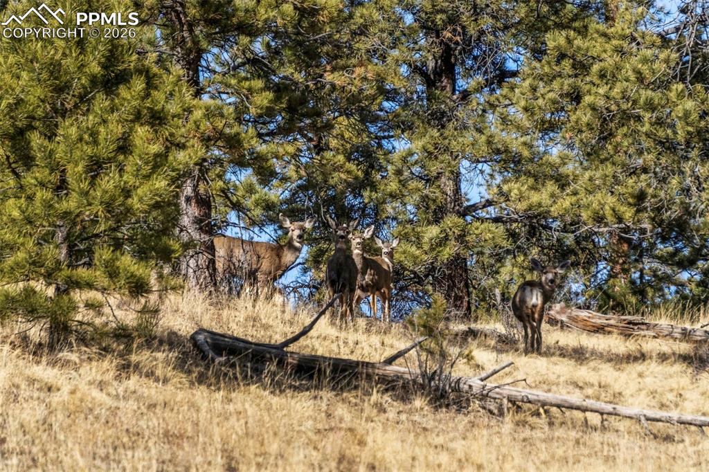 Image 31 of 41: Other