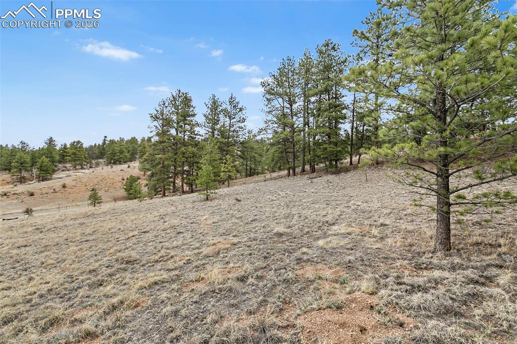 Image 19 of 21: Moderately wooded parcel