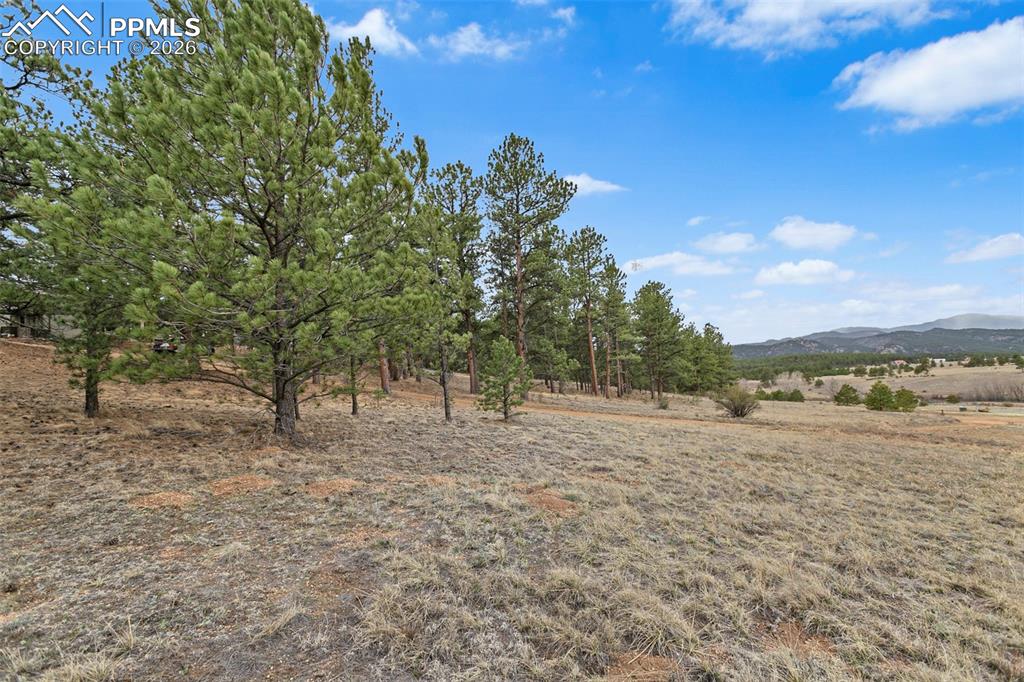 Image 20 of 21: Moderately wooded parcel