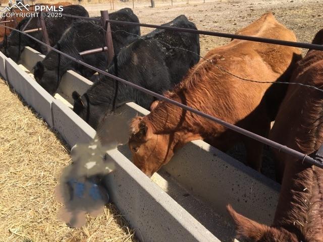 Image 36 of 48: Concrete feeding troughs, are located by the train barn.  Keeps livestock f