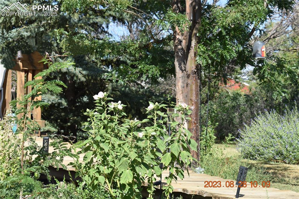Image 45 of 48: East flower Garden view of lots of cherry trees.