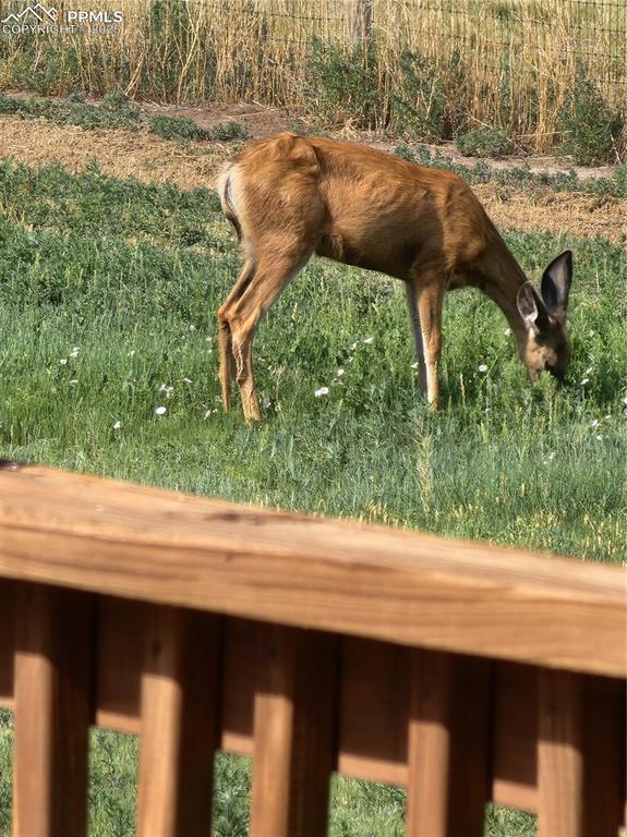 Image 47 of 48: Deer munching out by the south Deck.
