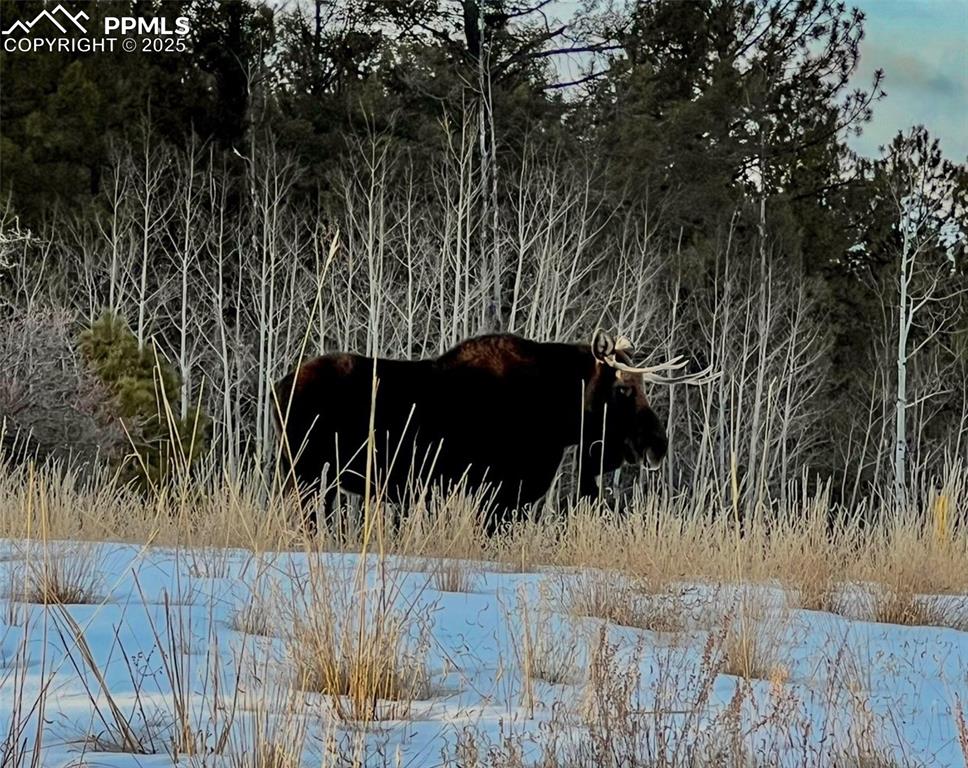 Image 5 of 50: Other