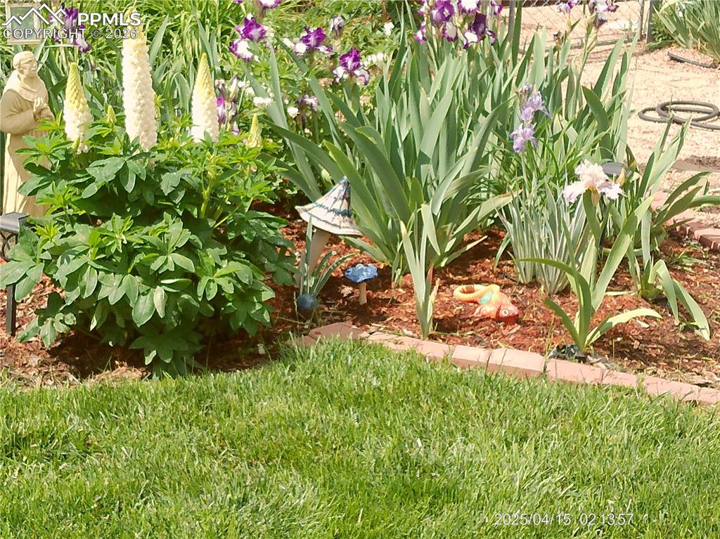 Image 36 of 50: Backyard Flowers in Bloom