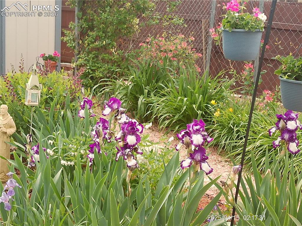 Image 38 of 50: Backyard Flowers in Bloom