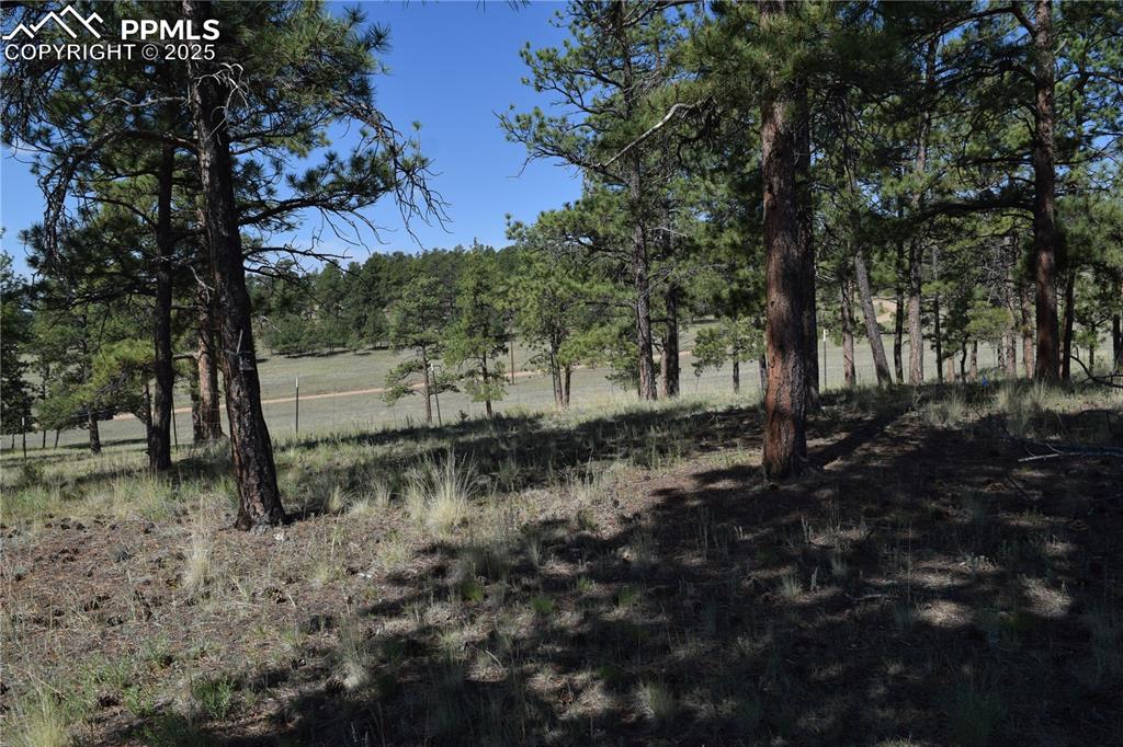 Image 41 of 44: View of local wilderness