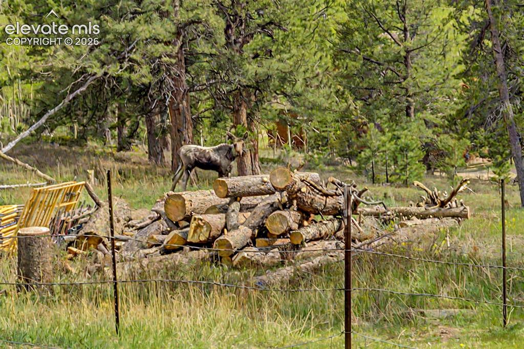Image 38 of 45: Wildlife are abundant out here.