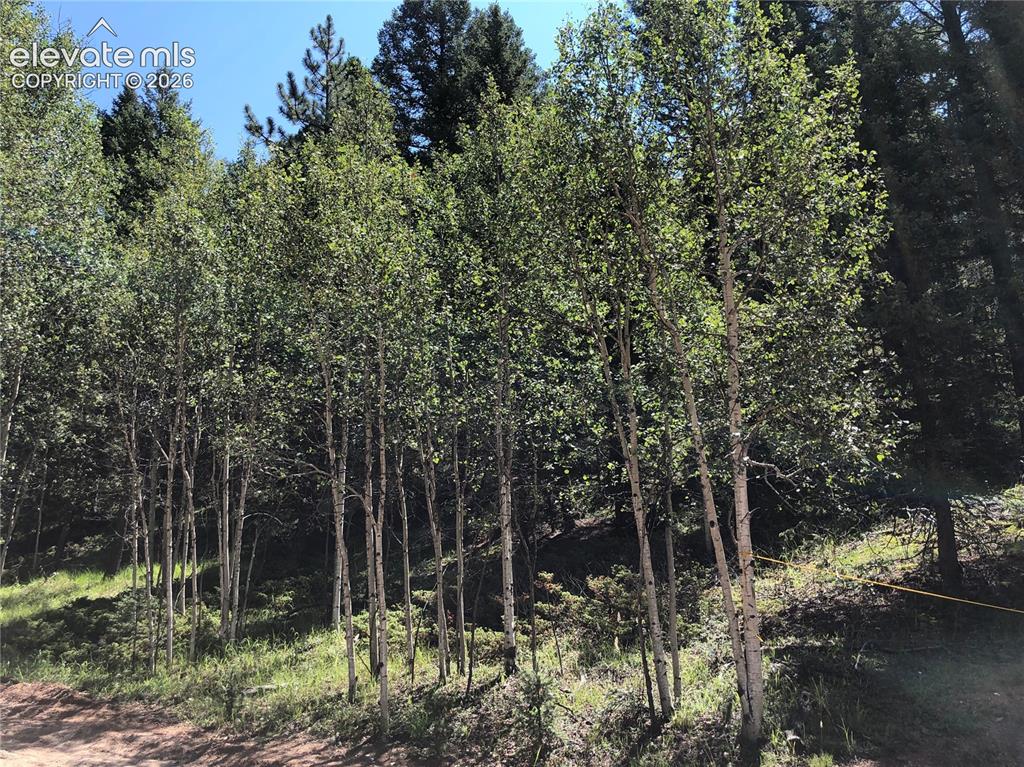 Image 3 of 5: Aspen Trees, Back Part of Lot is Fenced.