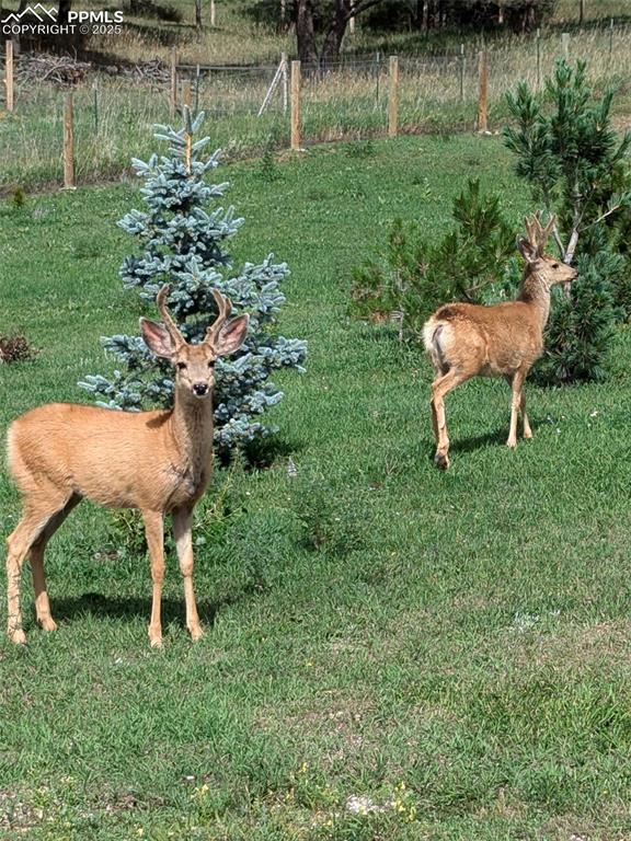 Image 48 of 50: You will share the yard with some local visitors.
