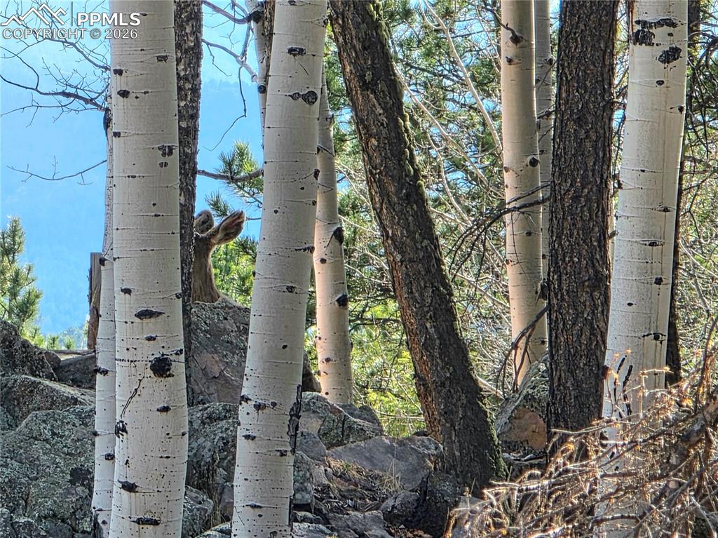 Image 47 of 49: look closely for the hiding fawn