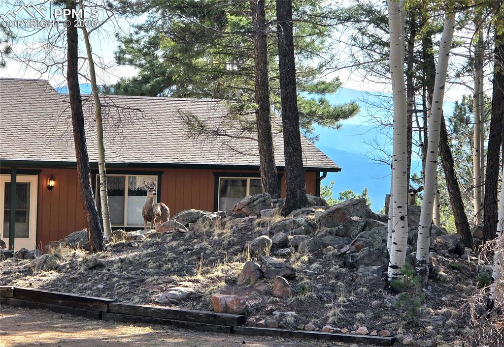Image 49 of 49: Deer love to hangout here