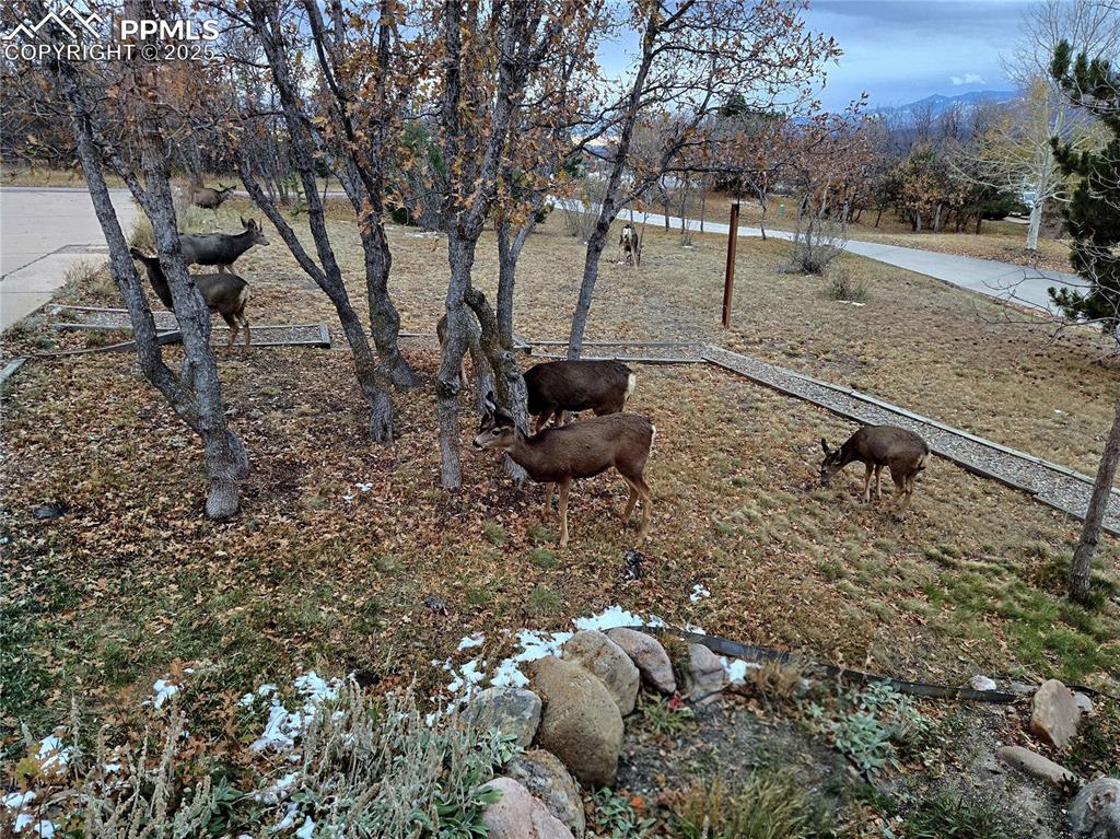 Image 45 of 48: We hope you enjoy watching wildlife enjoying your property