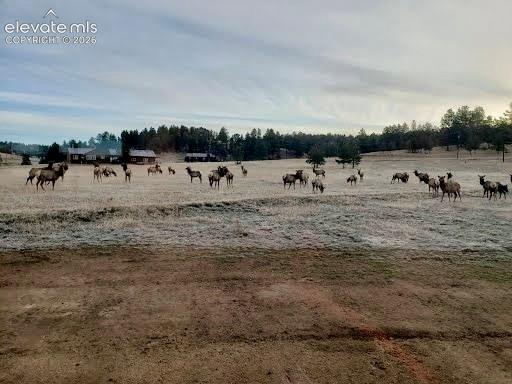 Image 38 of 40: Annual Elk migration through the property