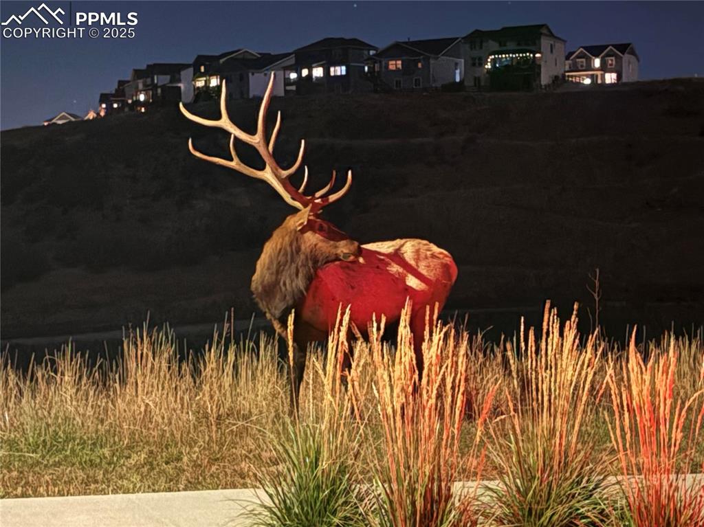 Image 49 of 50: This was one of 5 Elk spotted 40 yards from the front door of the home on L