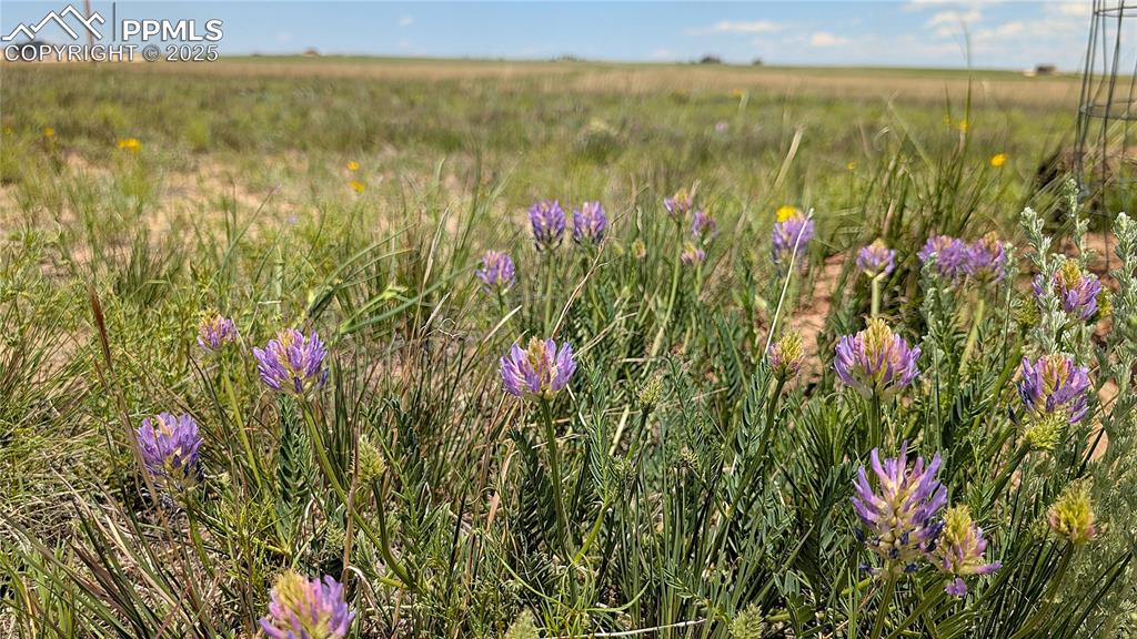 Image 10 of 24: Wild clover