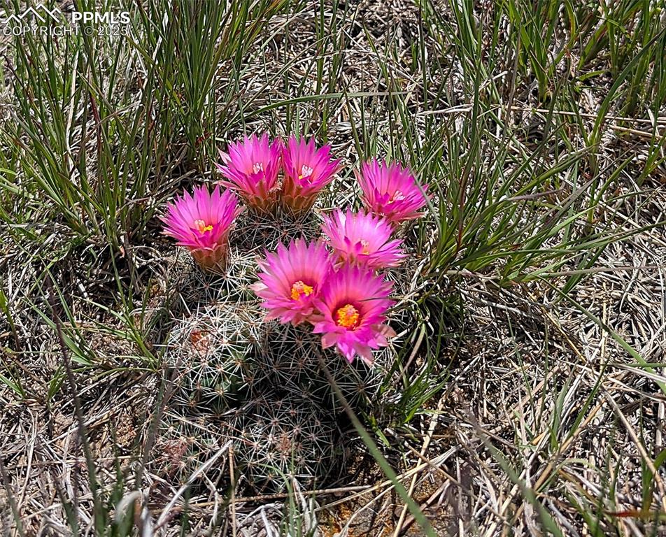 Image 11 of 24: Pretty pink blooms of the pincushion cactus.