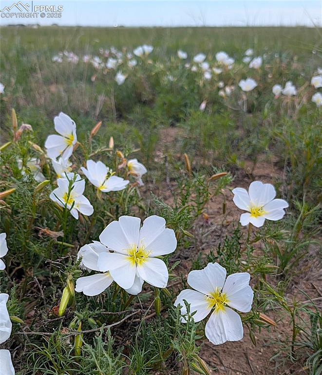 Image 12 of 24: There are several patches of this adorable prairie evening primrose