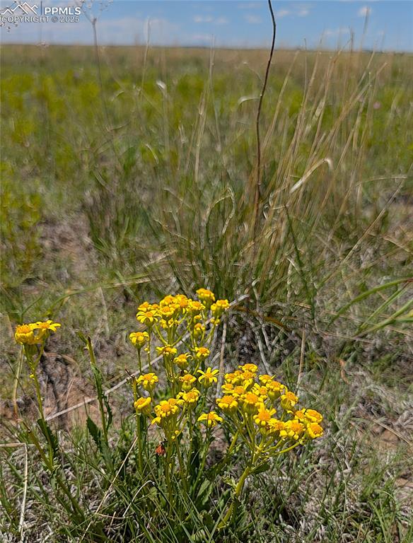 Image 13 of 24: Yellow wildflowers