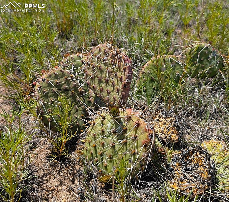 Image 14 of 24: The ever-present prickly pear cactus with its sweet fruit.