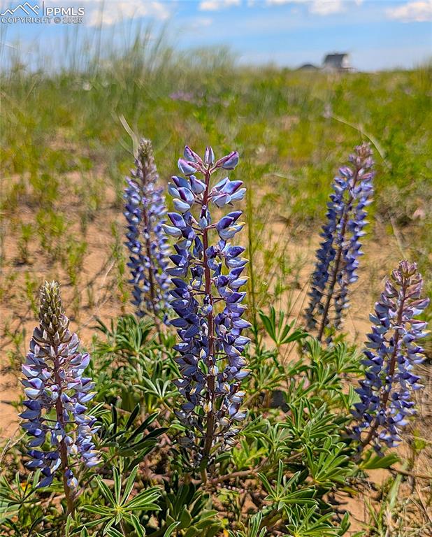 Image 15 of 24: The flue flowering silvery lupine